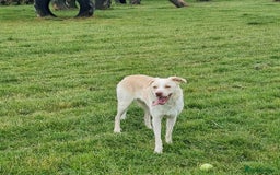 Border Collie dogs for sale: Double Merle Border collie - Image 1