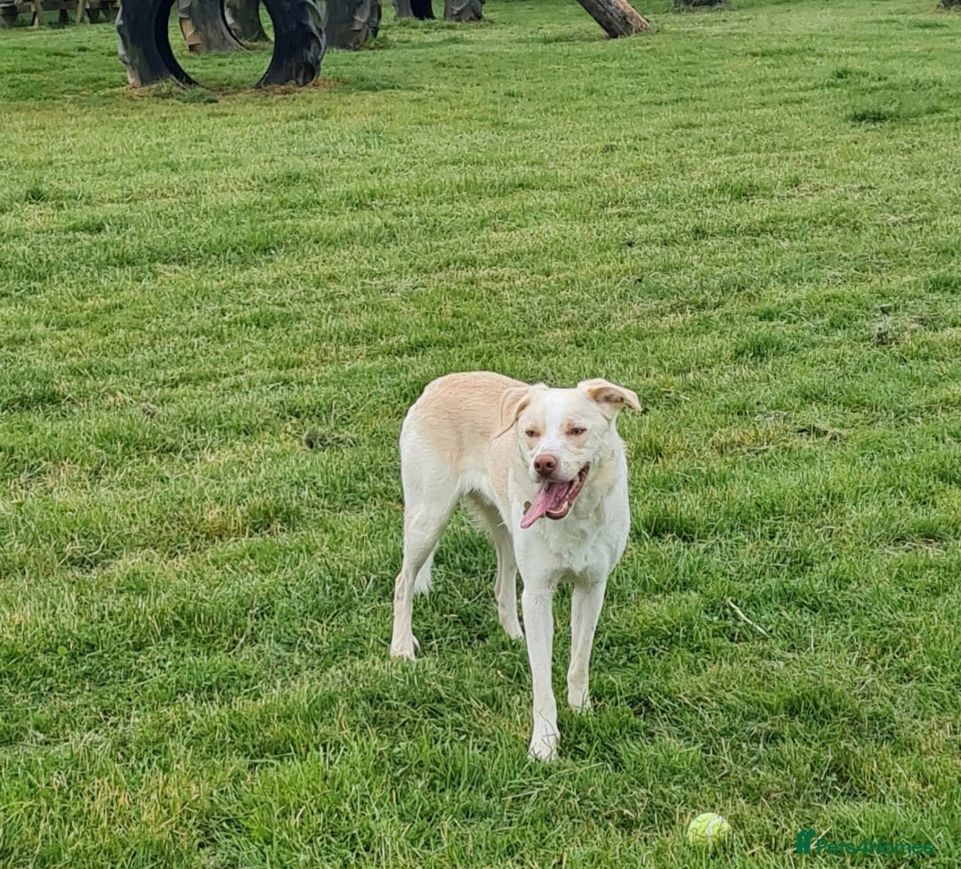 Border Collie dogs for sale: Double Merle Border collie - Image 1