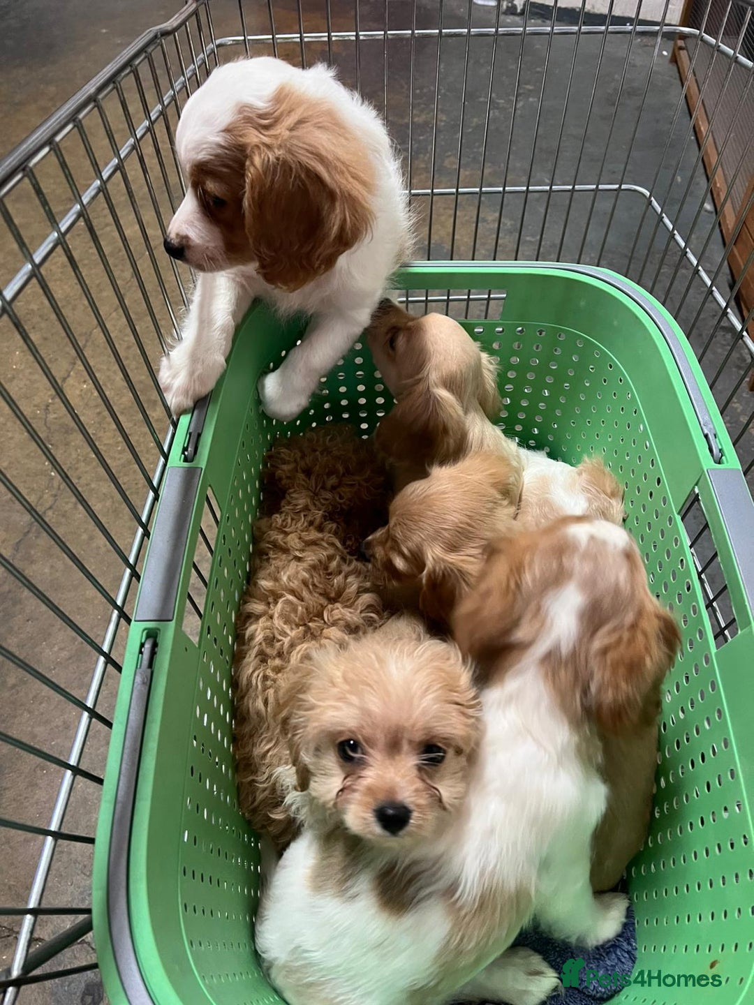 Cavapoo dogs for sale: BEAUTIFUL CAVAPOO PUPPIES - Advert 8