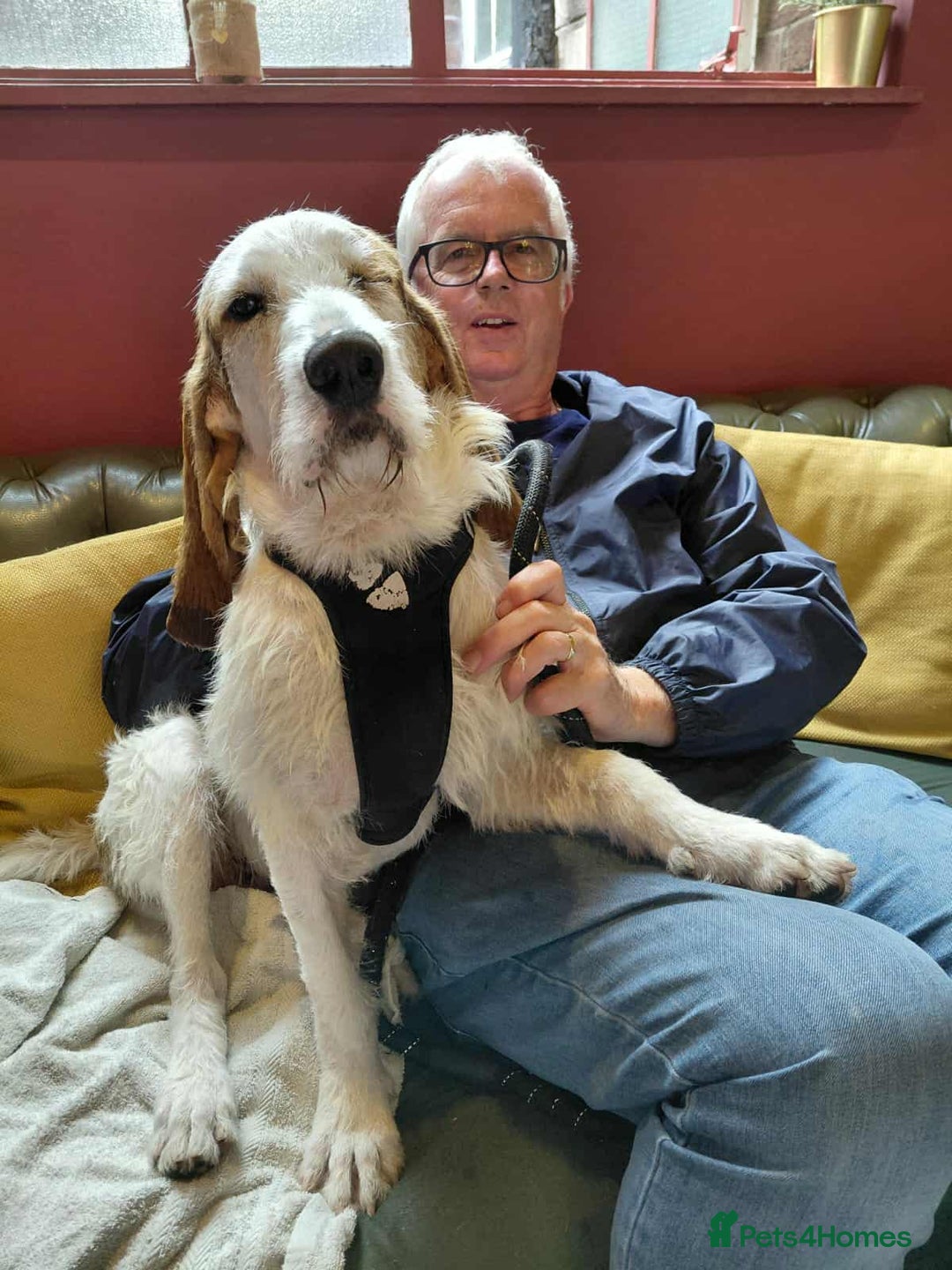 Mixed Breed dogs for adoption: Fun loving Griffon Phoenix looking for a home - Image 4
