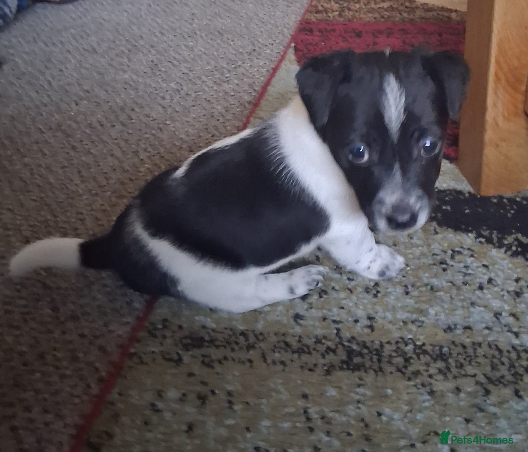 Jack Russell dogs for sale: Jack Russell puppies - Advert 4