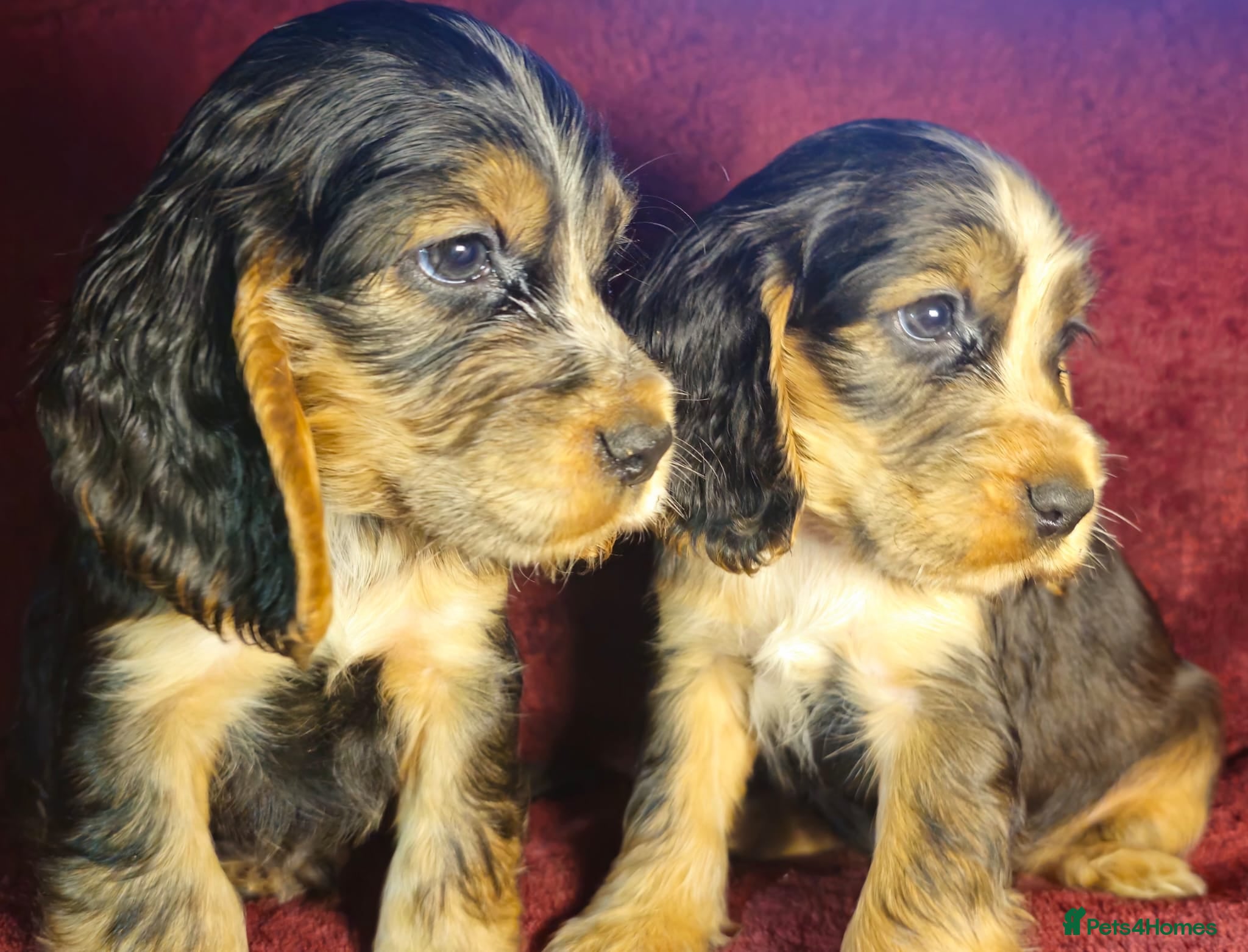 Cocker Spaniel dogs  litter of true show type KC Cocker Spaniels  - Advert 3