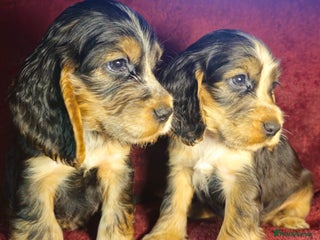 Cocker Spaniel dogs litter of true show type KC Cocker Spaniels - Advert 11