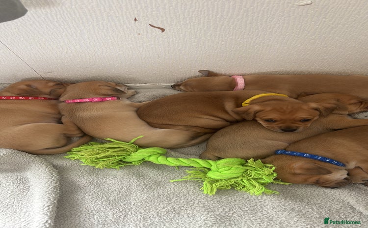 Mixed Breed dogs - Advert 4