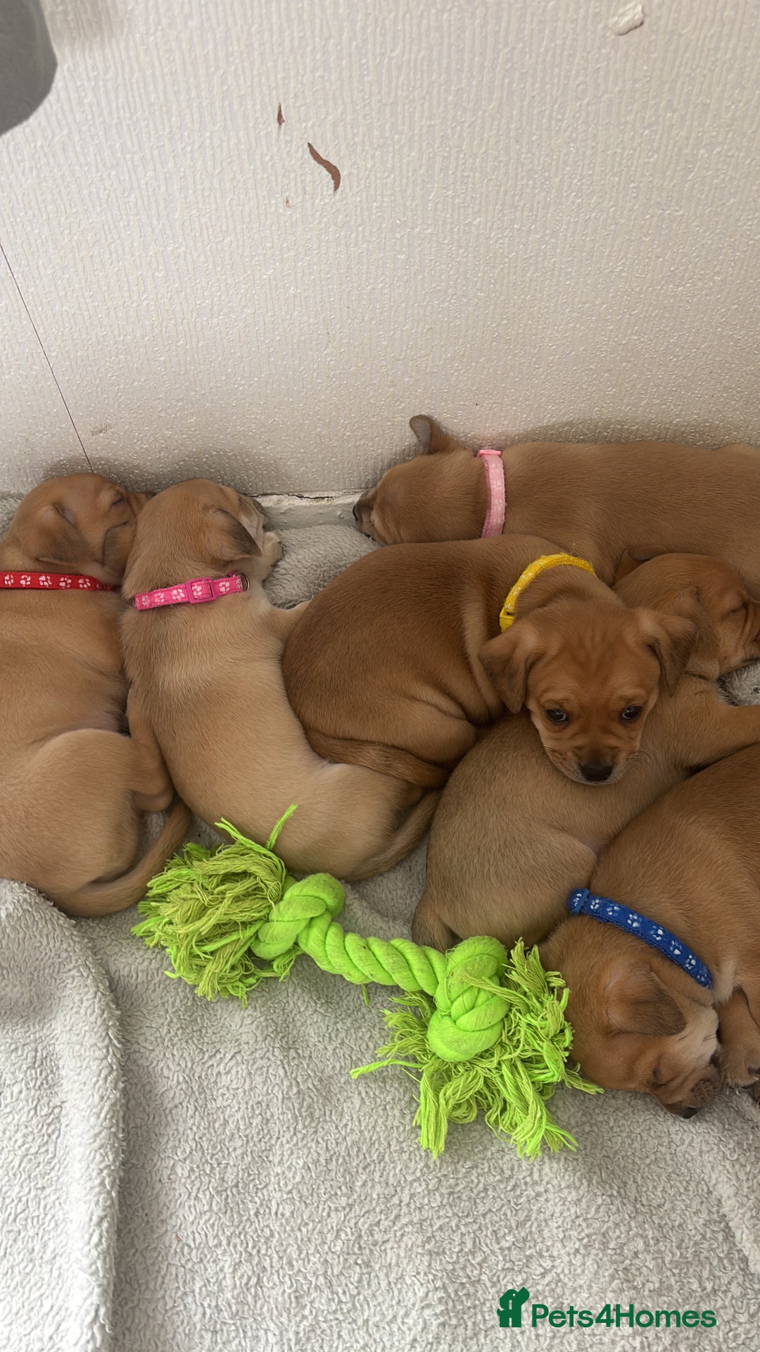 Mixed Breed dogs for sale: Chiweenie x Chugs  - Image 1