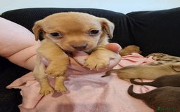 Chiweenie dogs for sale: 6 Chihuahua/Minature Dacshund Pups Ready to leave - Image 11