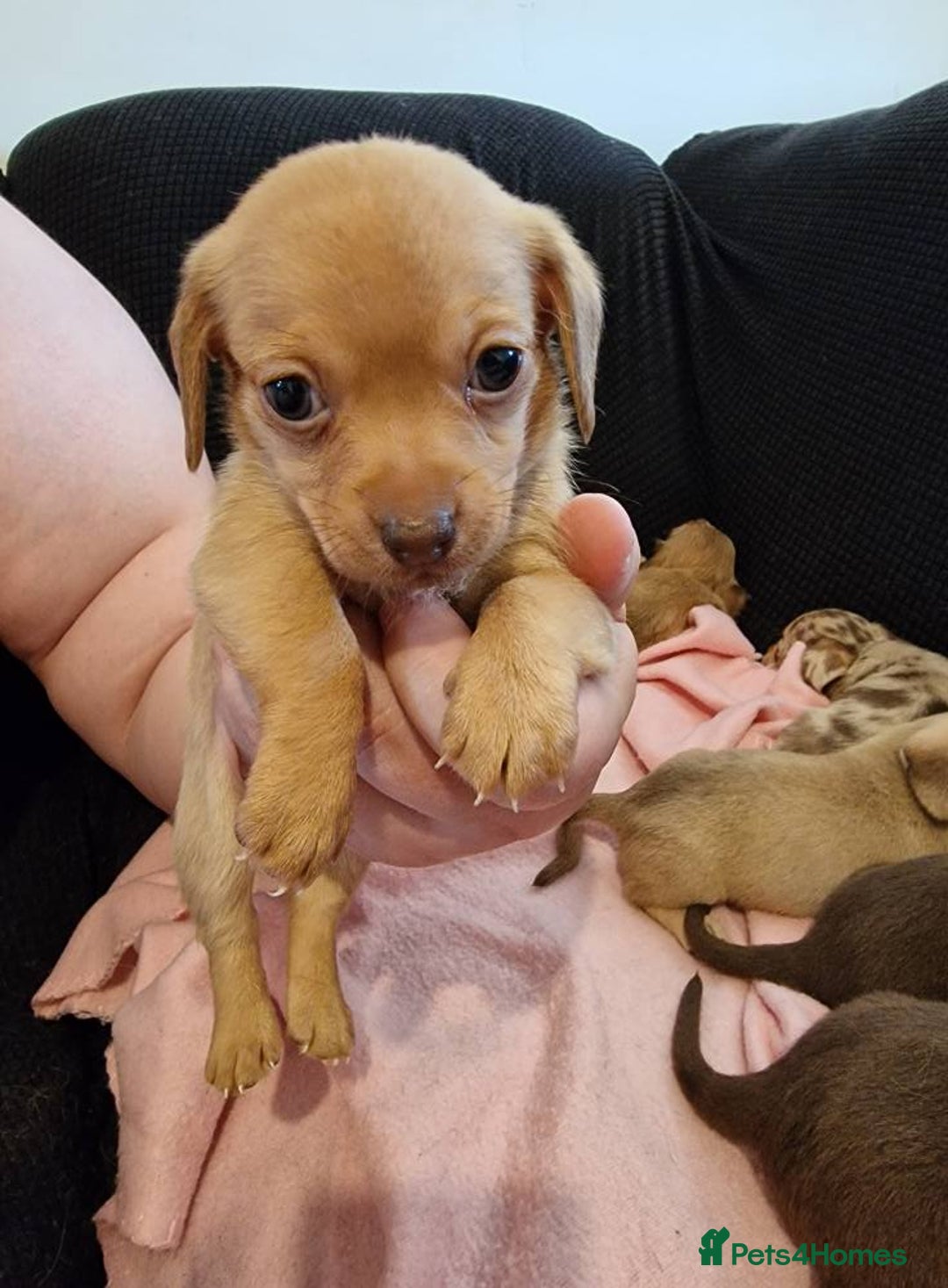 Chiweenie dogs for sale: 6 Chihuahua/Minature Dacshund Pups Ready to leave - Image 11