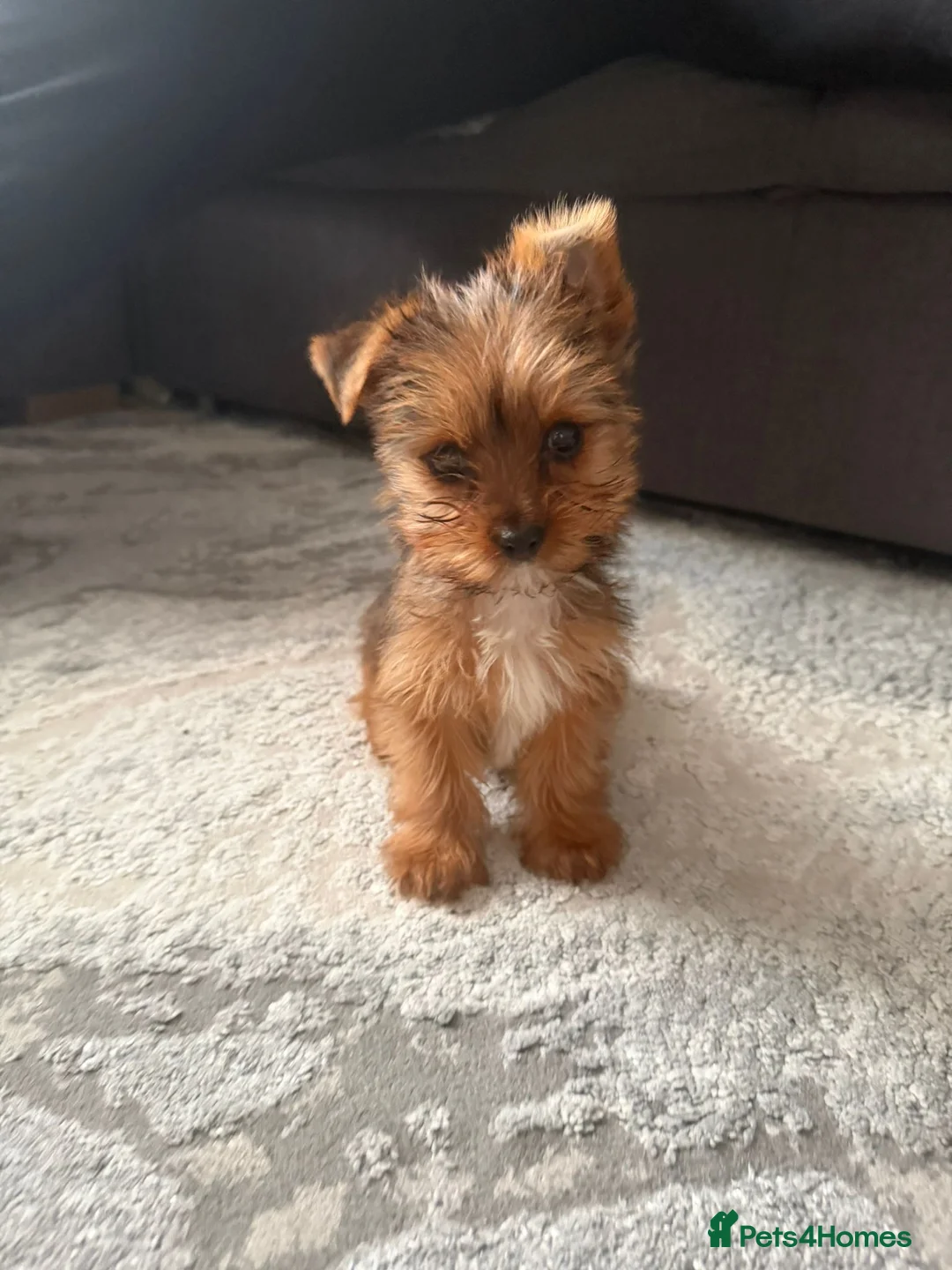 Yorkshire Terrier dogs for sale: Yorkshire terrier puppy in Dagenham - Advert 2