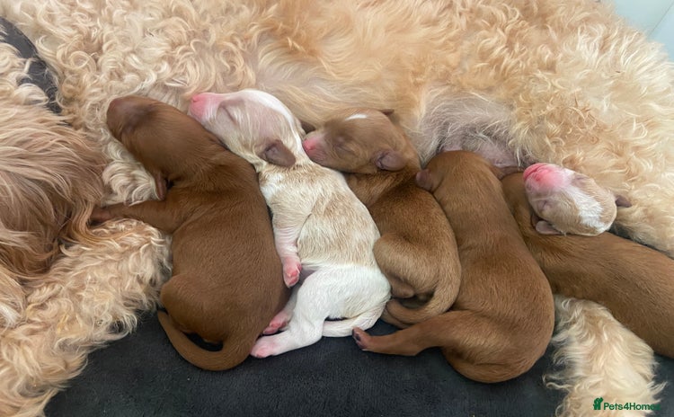 Mixed Breed dogs - Advert 1