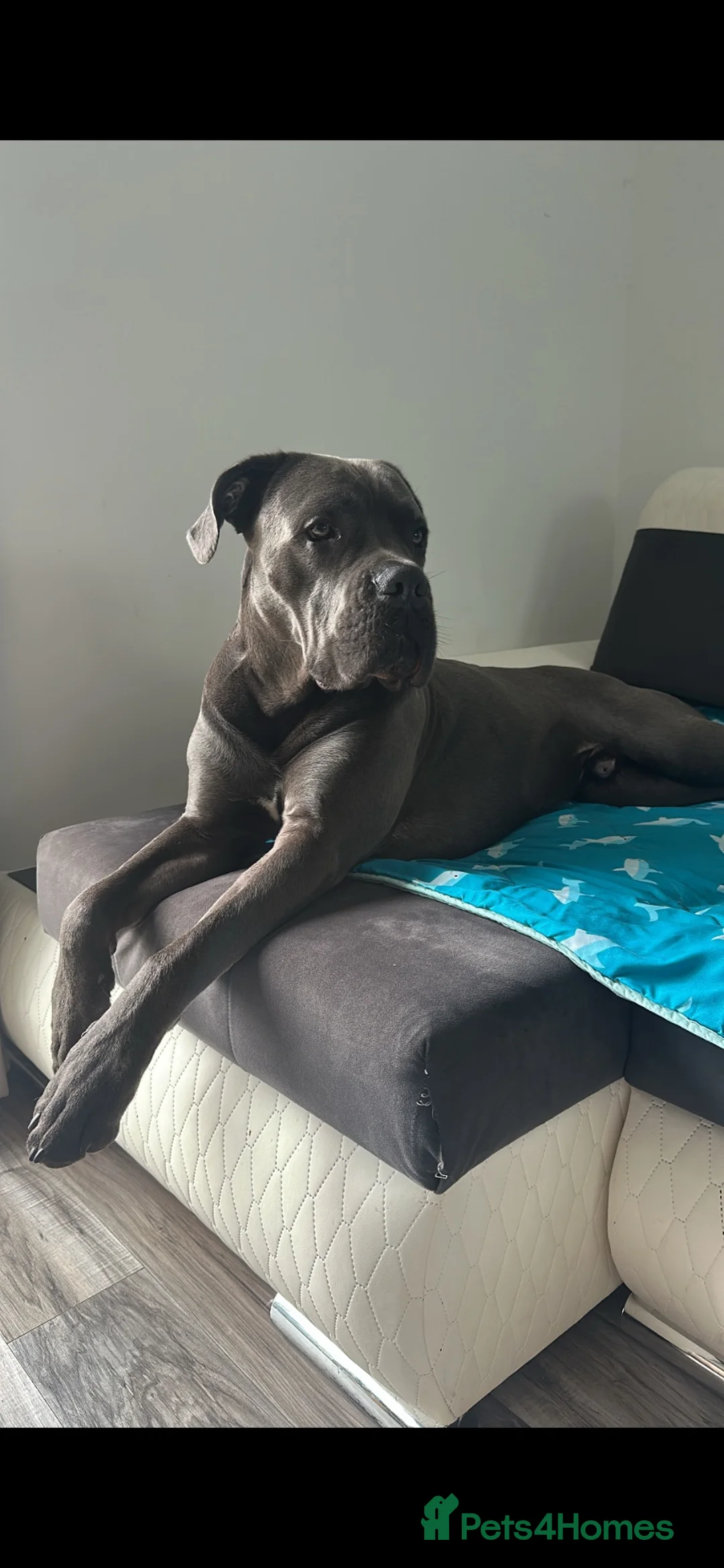 Cane Corso dogs for stud: Cane Corso A class pedigree  in Stevenage - Advert 2