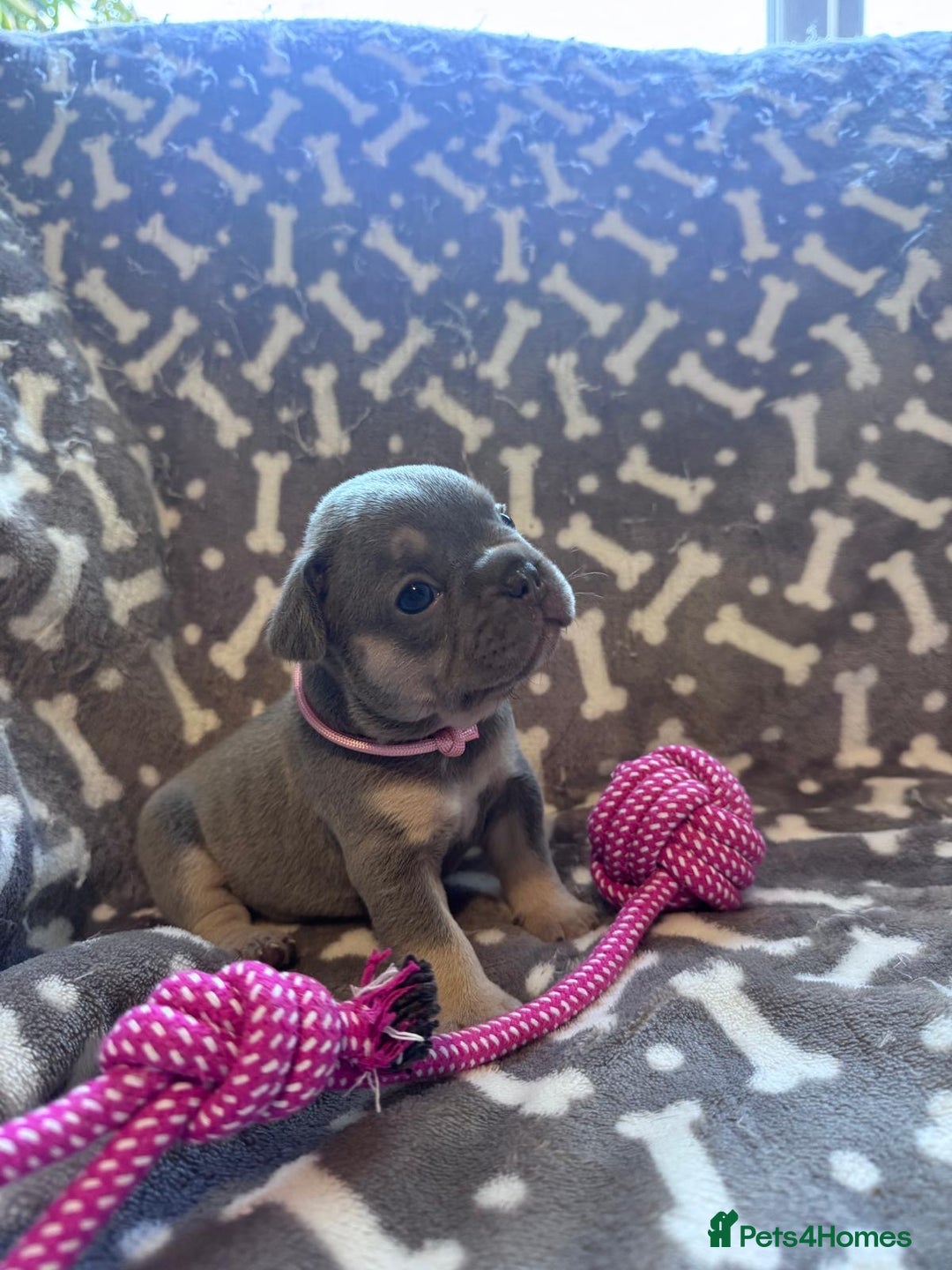 French Bulldog dogs for sale: Adorable French bulldog puppies!!🐶  - Image 1