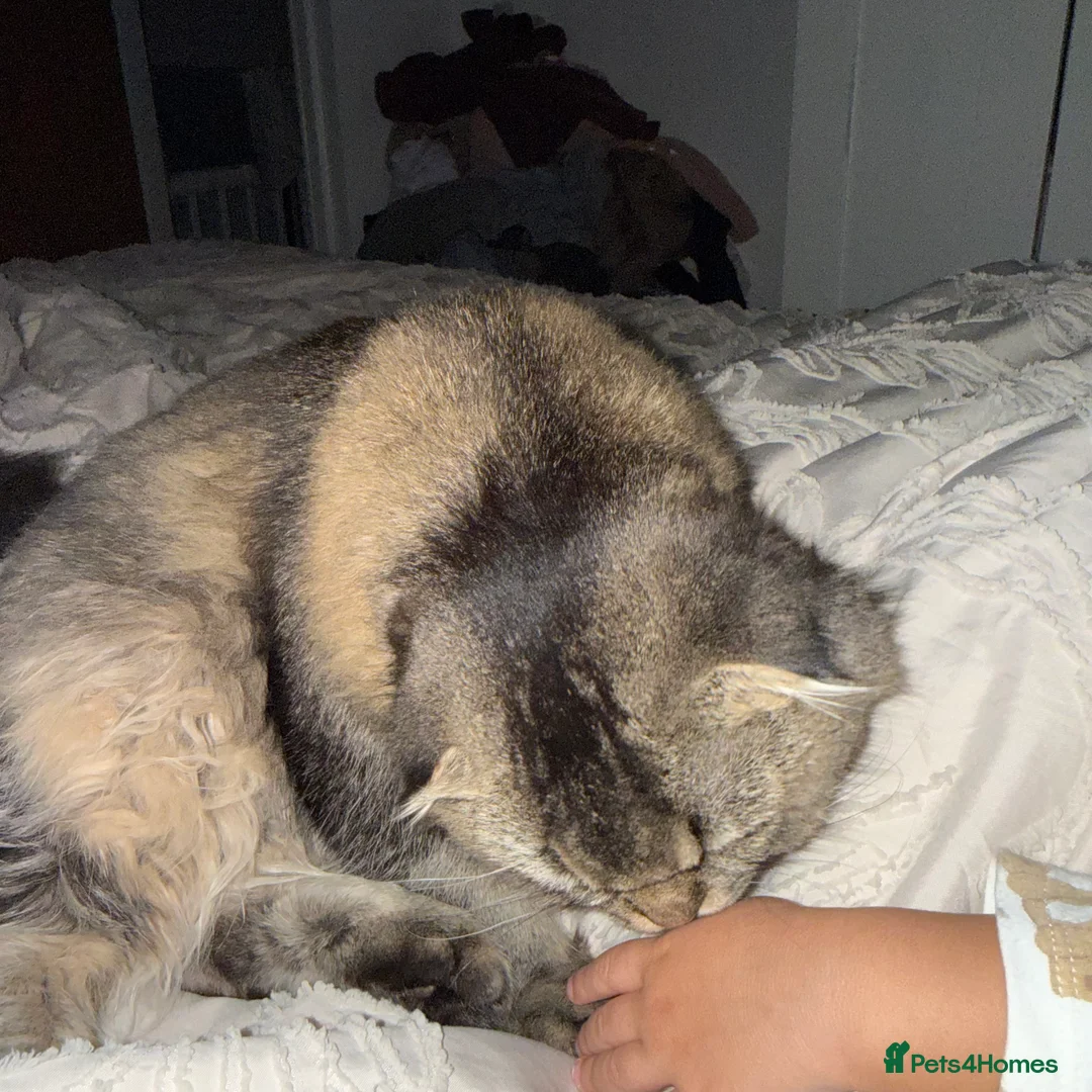 Scottish Fold cats for sale: Longhair Scottish Fold  - Advert 12