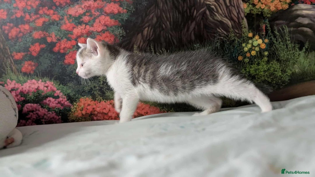 British Shorthair cats for sale: British Short Hair x Domestic Short Hair - Image 12