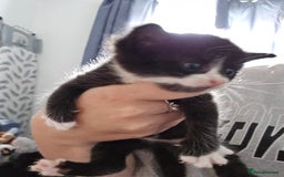 Mixed Breed cats for sale: 3 kittens to go  - Image 5