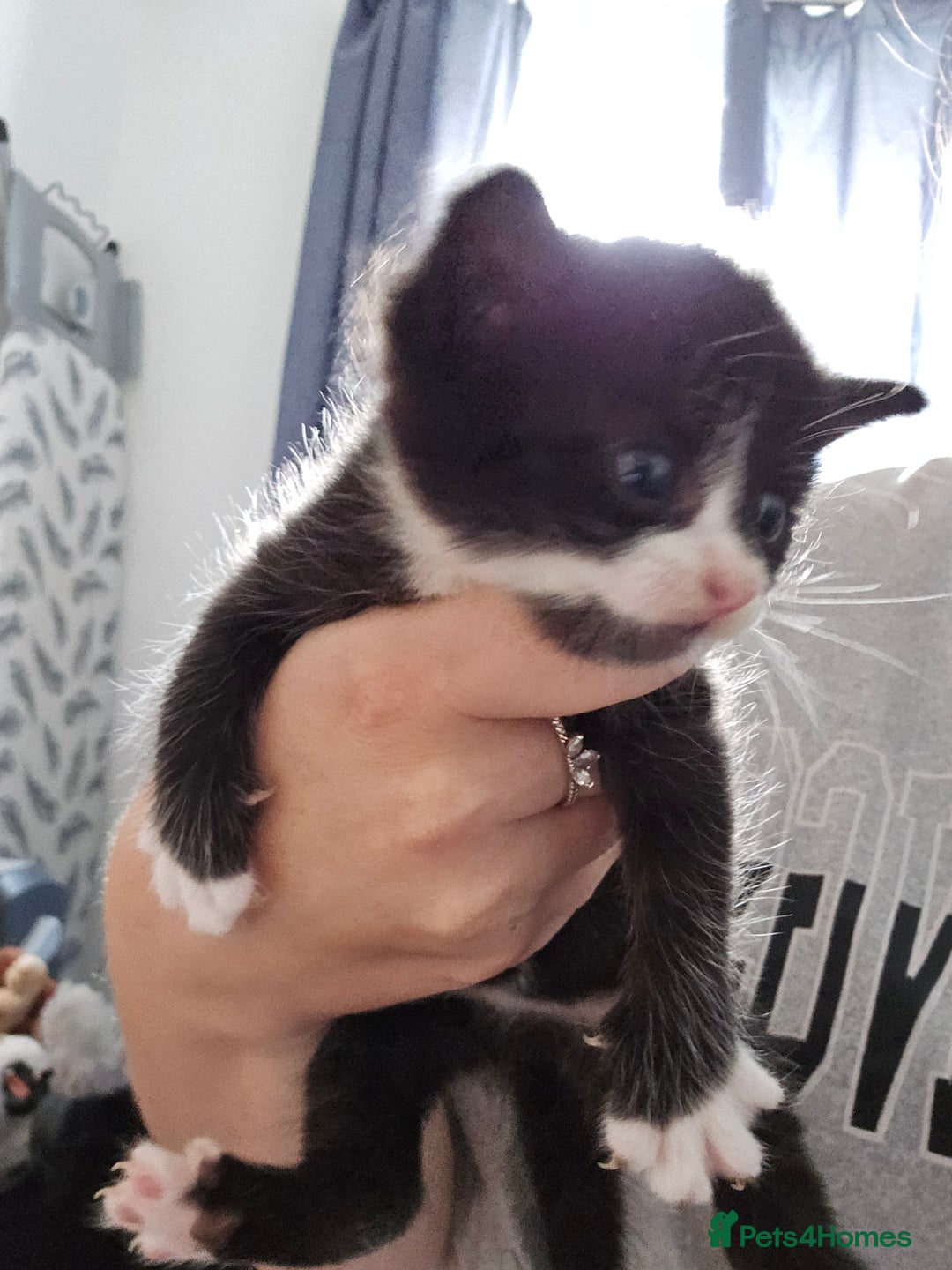 Mixed Breed cats for sale: 3 kittens to go  - Image 5