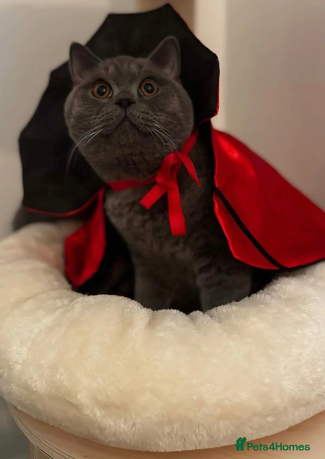 British Shorthair cats for sale: British shorthair Active  - Advert 2