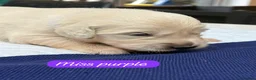 Golden Retriever dogs for sale: Outstanding KC Reg Golden Retriever Puppies - Advert 11