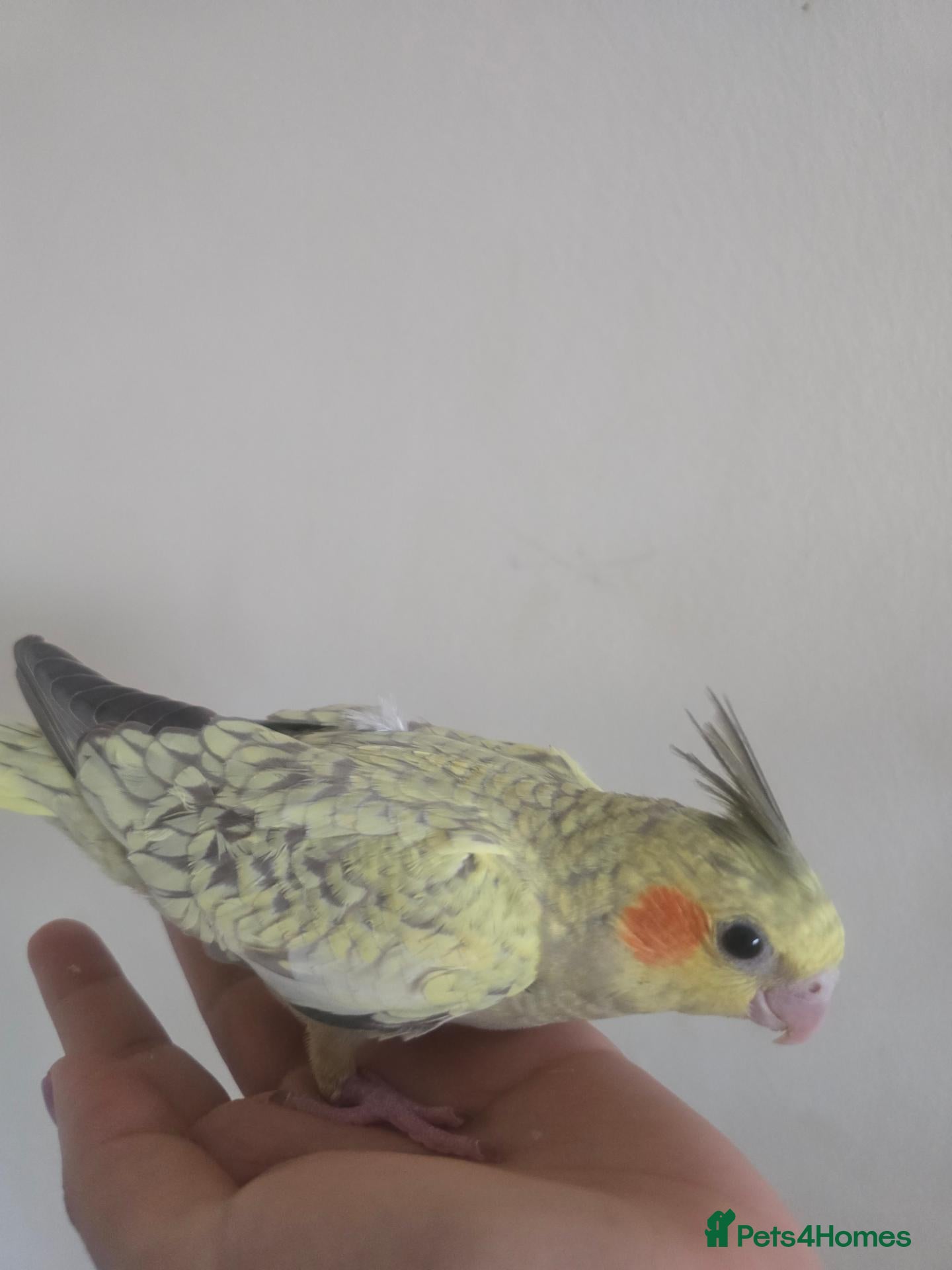 Cockatiels birds Young cockatiels for sale - Advert 4