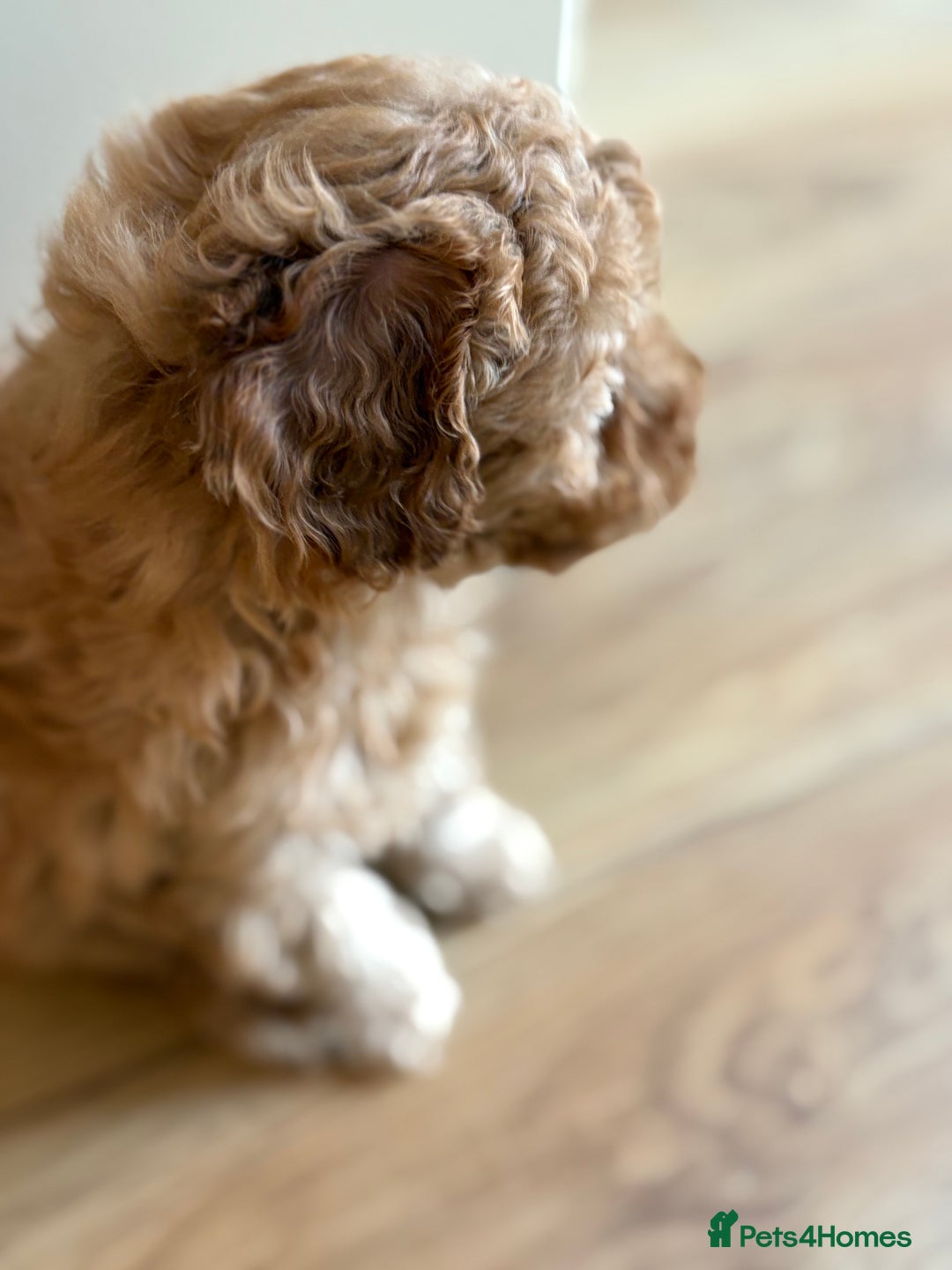 Maltipoo dogs for sale: Gorgeous Maltipoo Puppies  - Advert 6