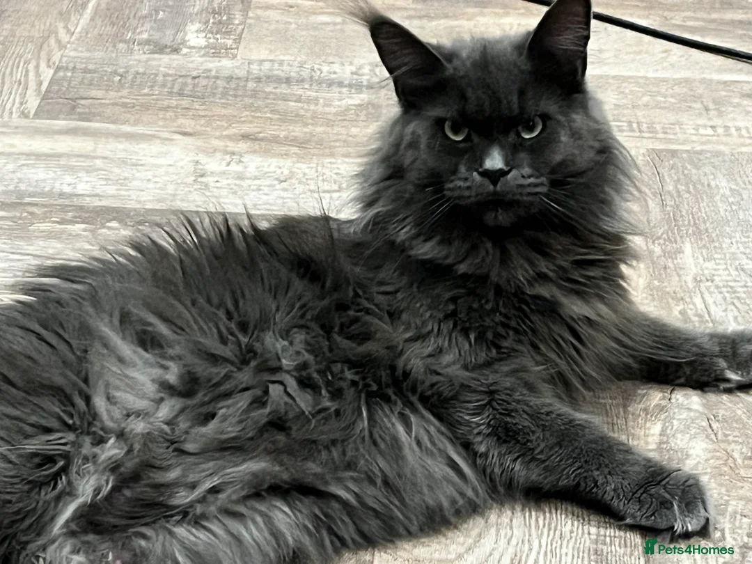 Maine Coon cats for sale: Silver Tabby Maine Coons - Advert 7