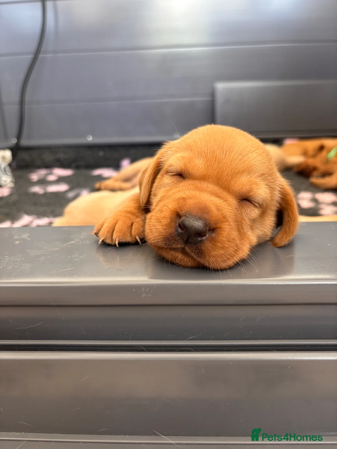 Labrador Retriever dogs for sale: Beautiful KC Registered Working Labrador pups in Leyland - Advert 1
