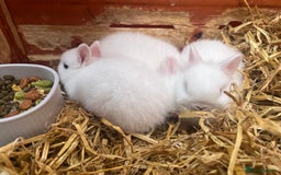 Netherland Dwarf rabbits for sale: Dwarf Bunnies - Image 8