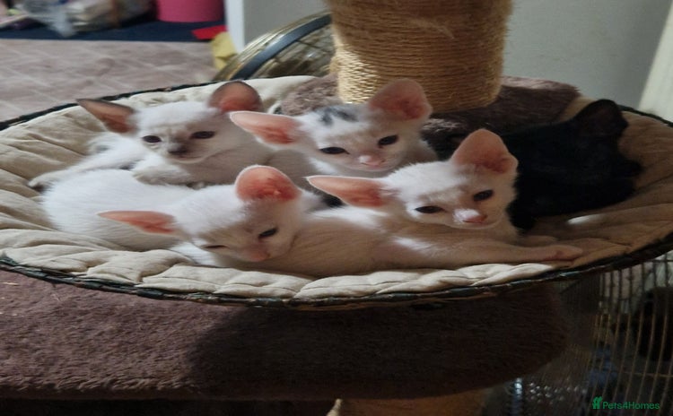 Mixed Breed cats - Advert 4