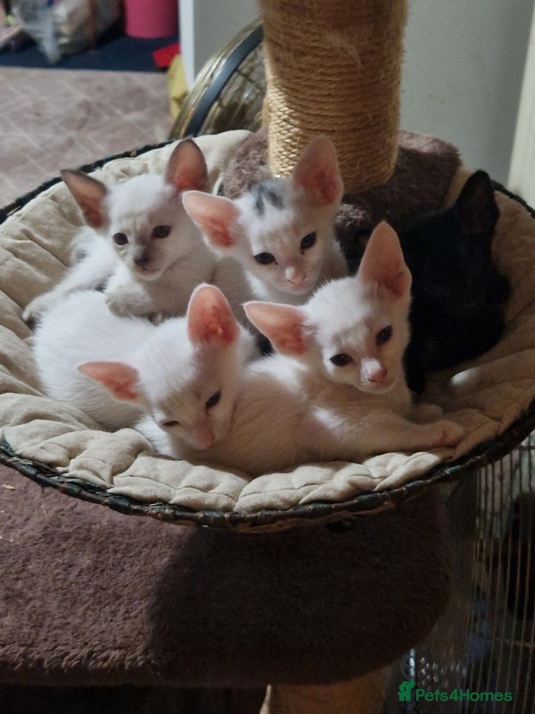 Mixed Breed cats for sale: Kittens  - Image 1