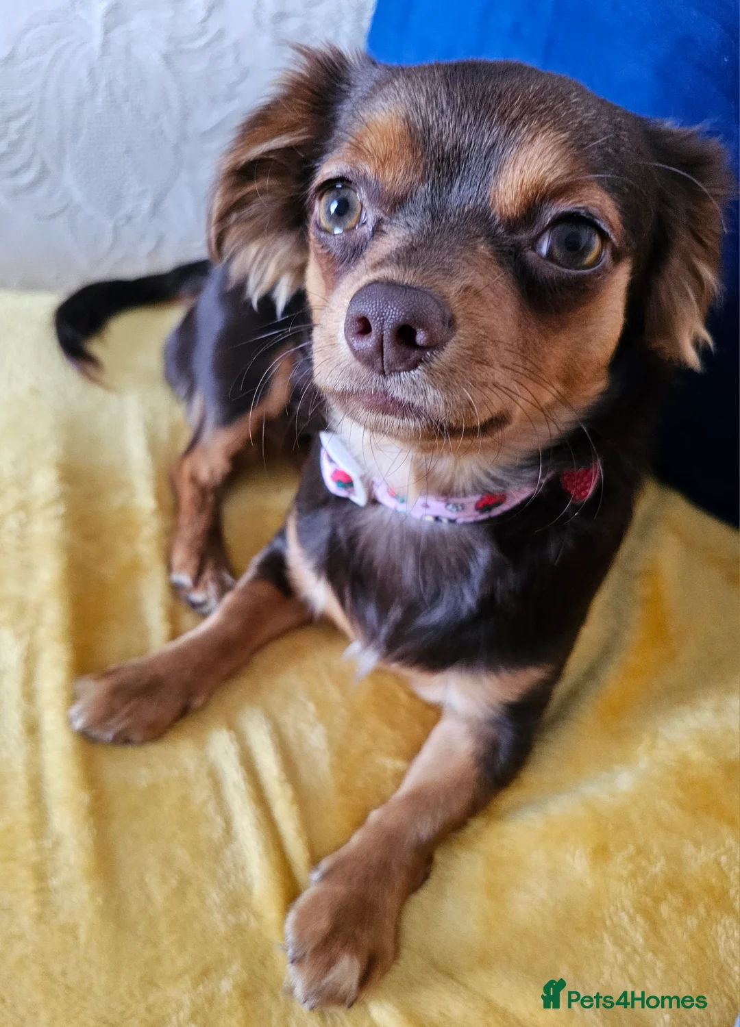 Chiweenie dogs for sale: 13 month old chiweenie  in Plymouth - Advert 2