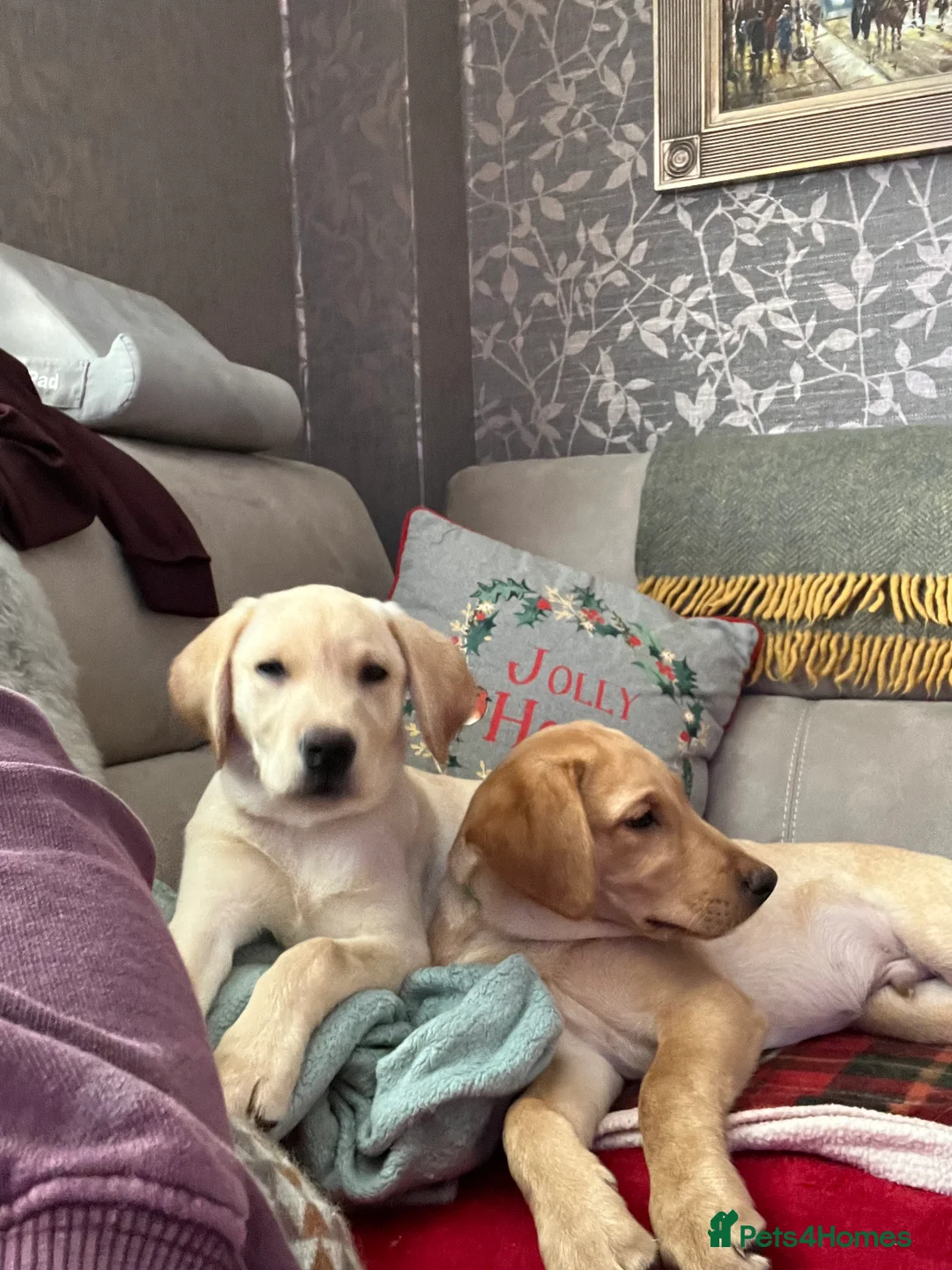 Labrador Retriever dogs for sale: Stunning Labrador pedigree puppies  - Advert 28