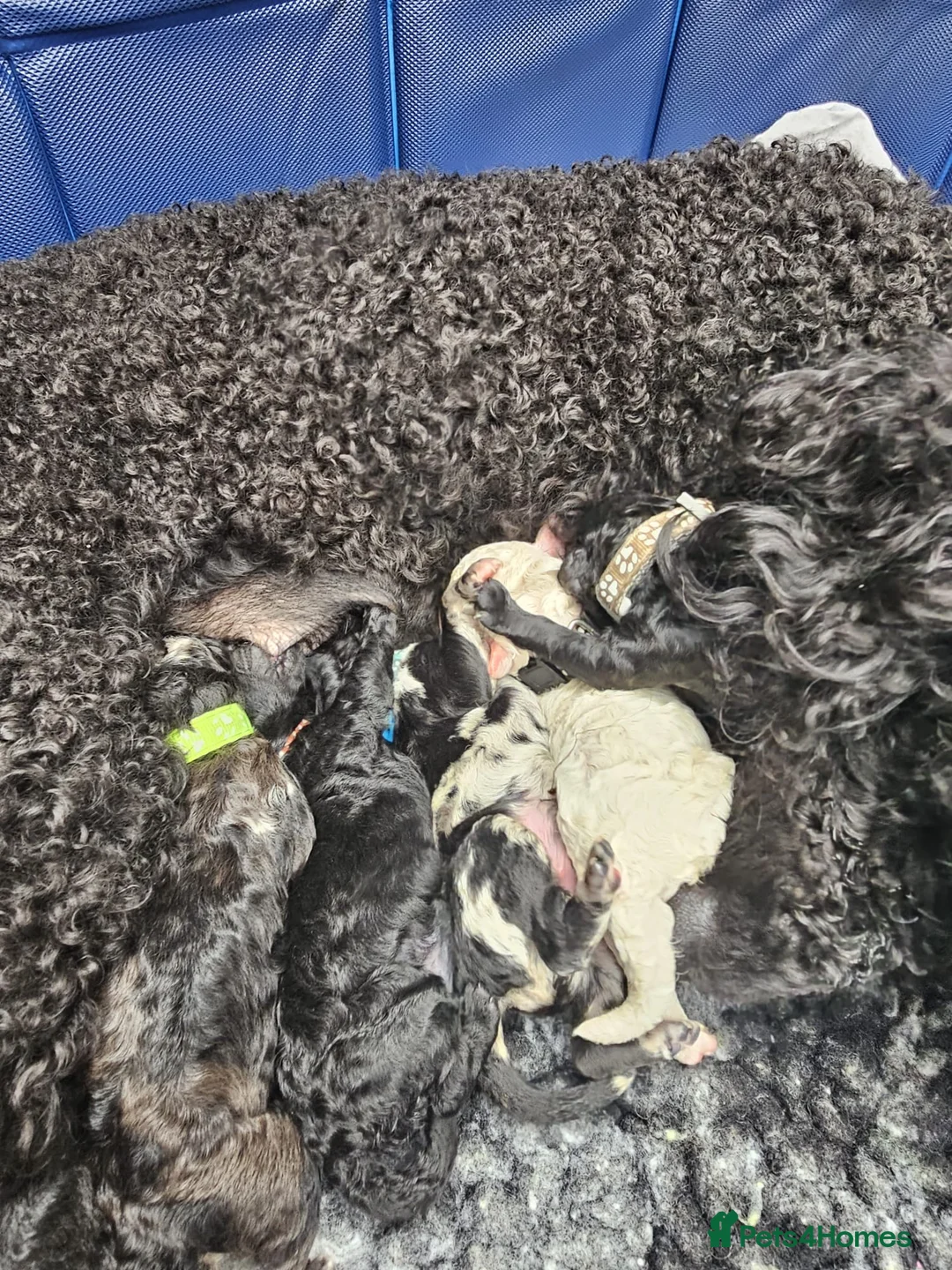 Miniature Poodle dogs for stud: Miniature poodle blue merle for stud in Bradford - Advert 37