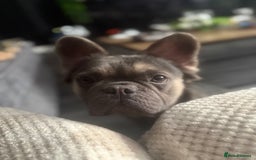 French Bulldog dogs for sale: Fluffy French bulldog  - Image 1