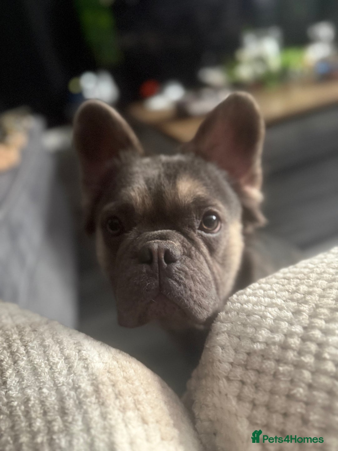 French Bulldog dogs for sale: Fluffy French bulldog  - Image 1