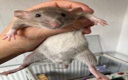 Rat rodents for sale: Baby Fancy/Dumbo/naked and Rex Rats available Hull - Image 3