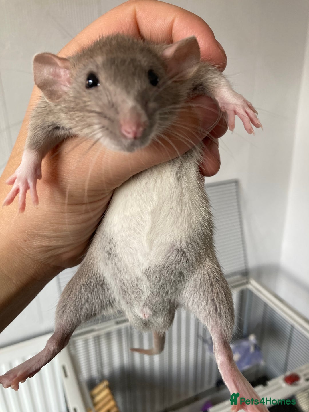 Rat rodents for sale: Baby Fancy/Dumbo/naked and Rex Rats available Hull - Image 3
