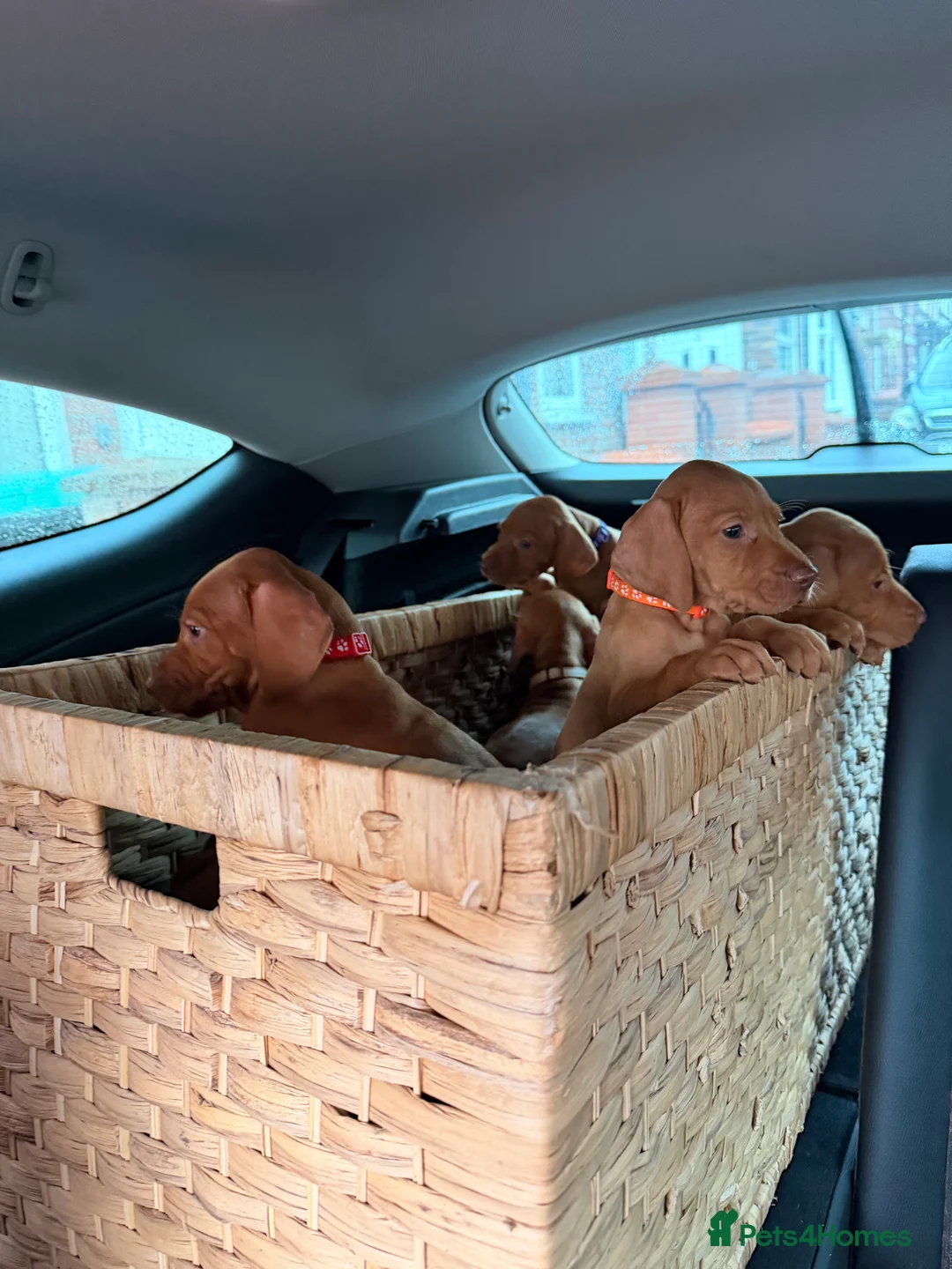 Hungarian Vizsla dogs for sale: 9 Vizsla Puppies for Sale - Advert 2