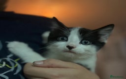 Mixed Breed cats for sale: Gorgeous family kittens nearly ready for new homes - Image 7