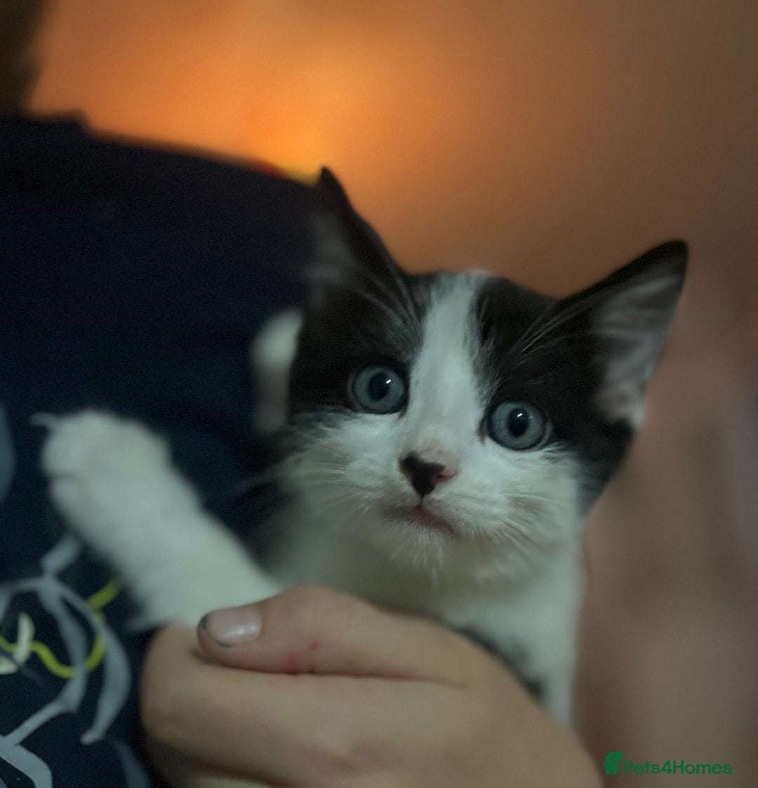 Mixed Breed cats for sale: Gorgeous family kittens nearly ready for new homes - Image 7