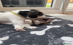 Beagle dogs for sale: Beagle puppies for sale,ready end of July - Image 12