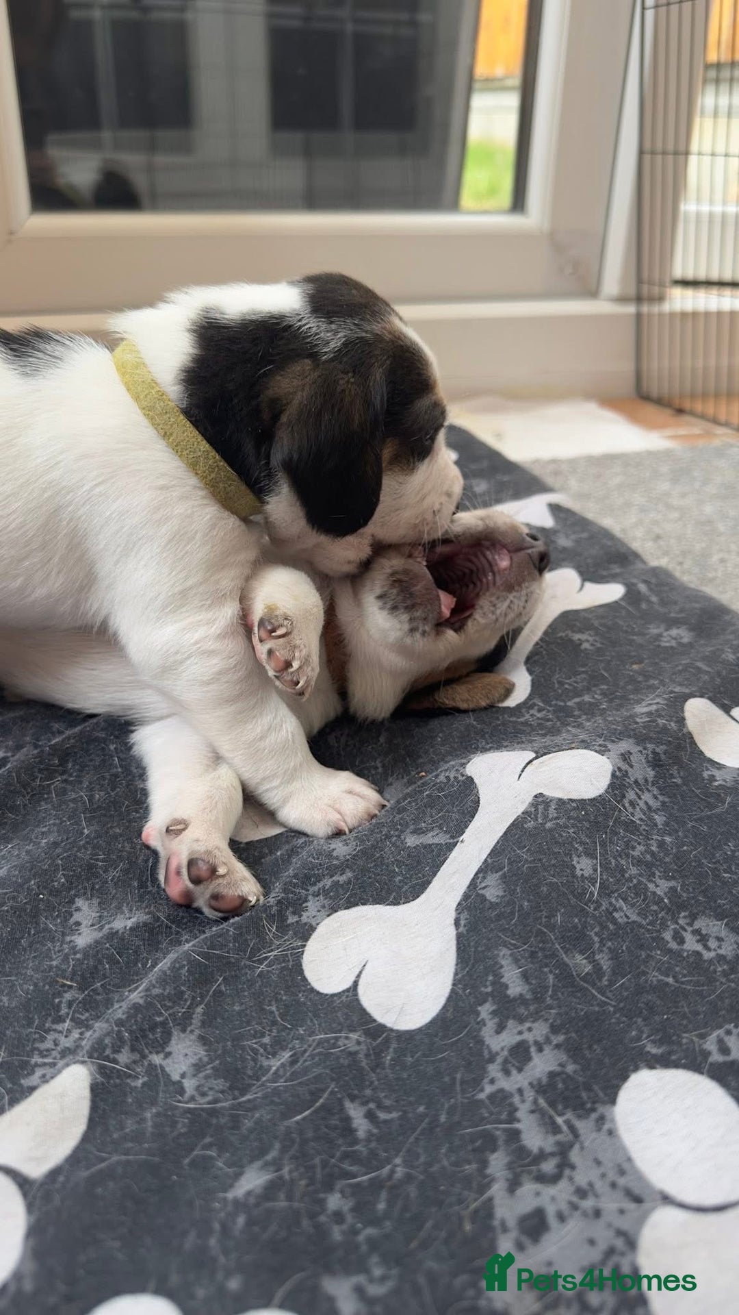Beagle dogs for sale: Beagle puppies for sale,ready end of July - Image 12