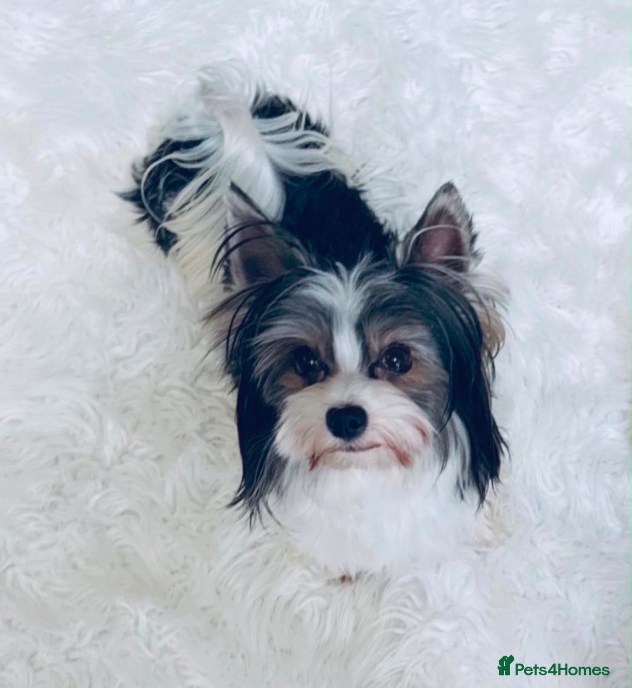 Biewer Terrier dogs Ultra mini stunning pedigree proven biewer boy  - Advert 1