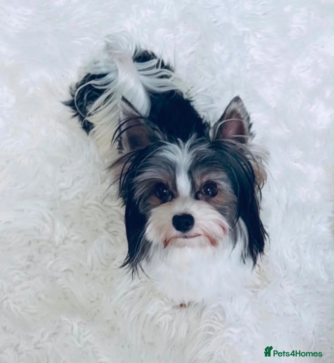 Biewer Terrier dogs for sale: Ultra mini stunning pedigree proven biewer boy  - Advert 1