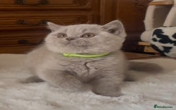 British Shorthair cats for sale: Two Beautiful BSH girls Champion line  - Image 6