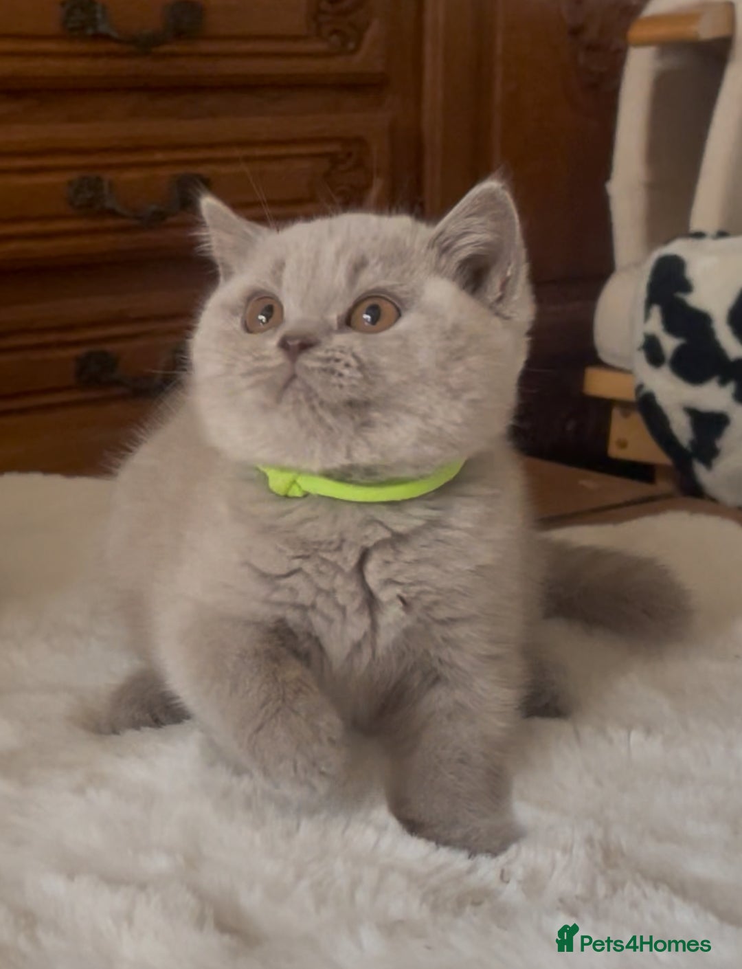British Shorthair cats for sale: Two Beautiful BSH girls Champion line  - Image 6