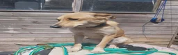 Golden Retriever dogs for adoption: 💛 HONEY — A Gentle Girl  - Advert 6