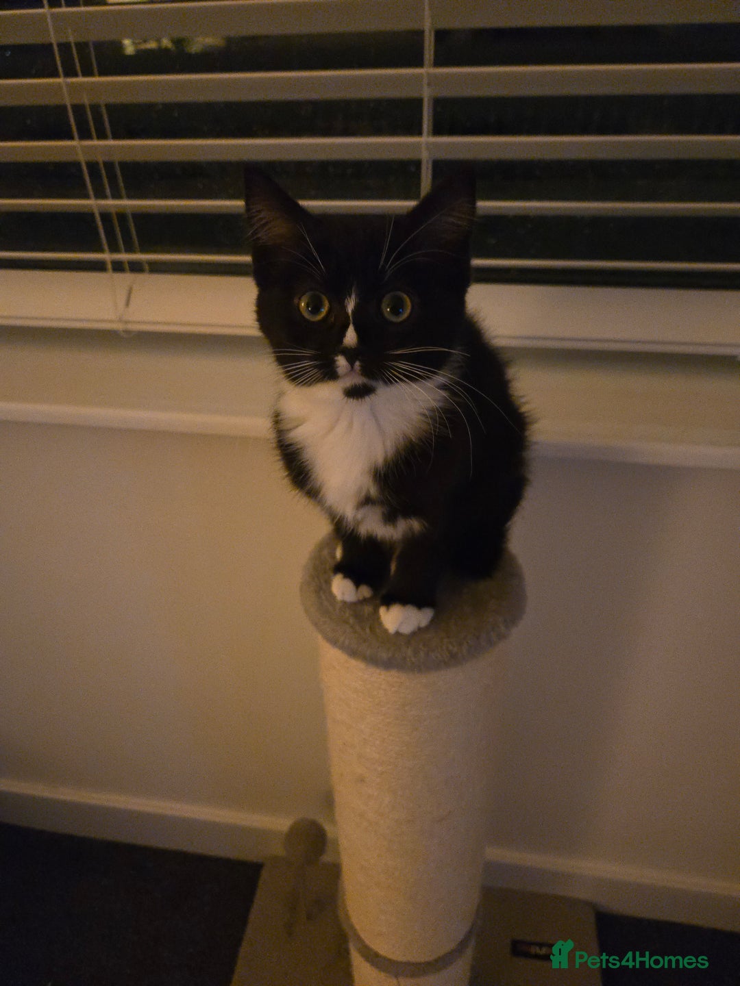 Mixed Breed cats for sale: 14 Week Old Black & White Female Kitten - Advert 2