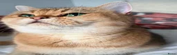 British Shorthair cats for sale: Beautiful TICA Kittens -Exceptional Pedigree Lines - Advert 8