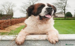 Saint Bernard dogs for stud: St Bernard for stud - Image 6