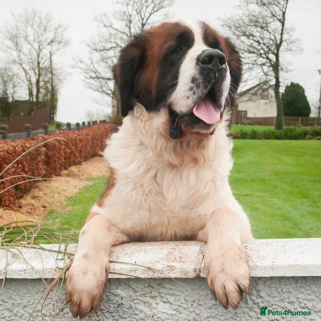 Saint Bernard dogs for stud: St Bernard for stud - Image 6