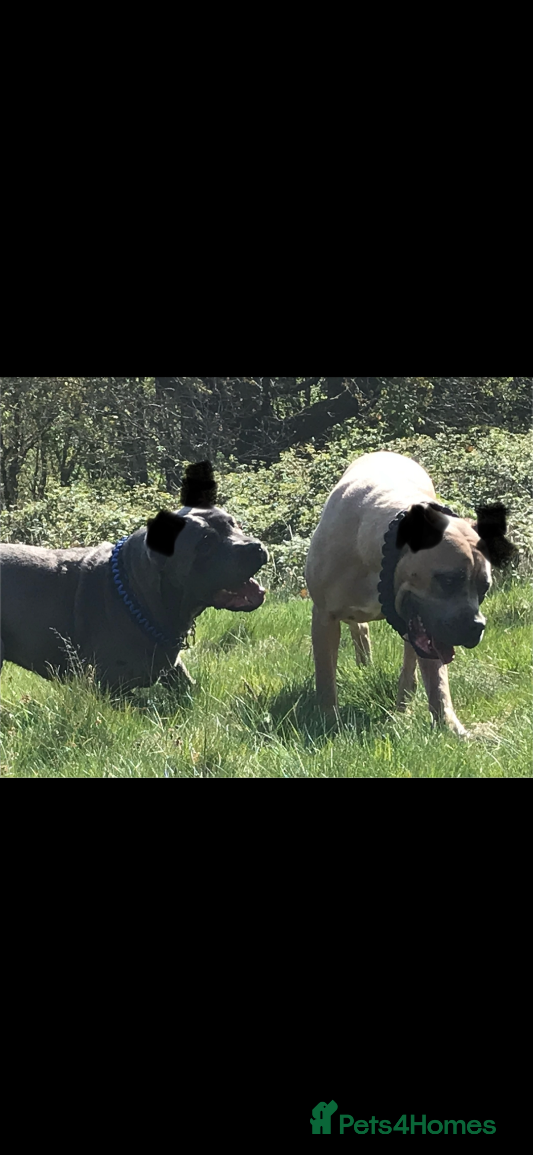Cane Corso dogs for sale: CANE CORSO TOP QUALITY STRAJANO BLOODLINE FERMINTO - Advert 17